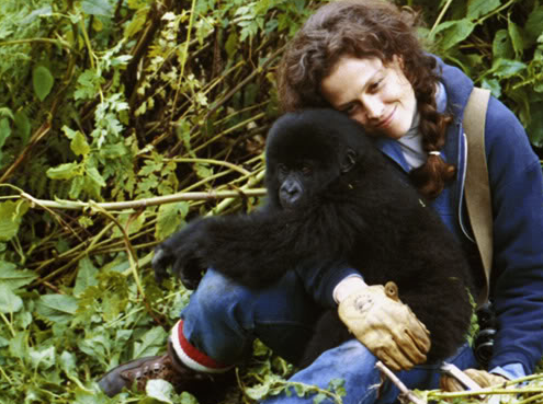 Biopic and Documentary Week: Gorillas in the Mist