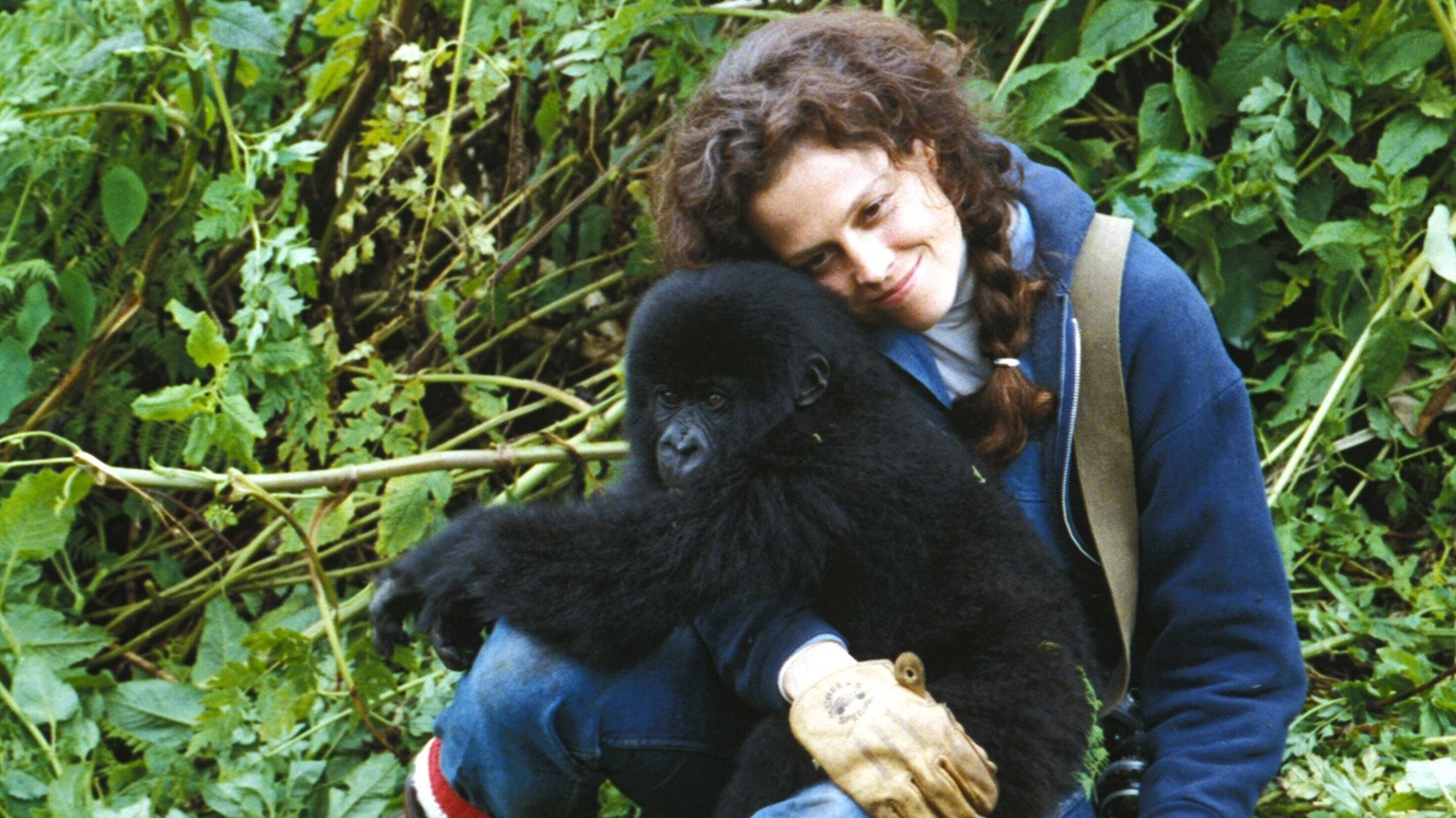 ‘Gorillas In the Mist’, Dian Fossey, and Female Ambition in the Wild